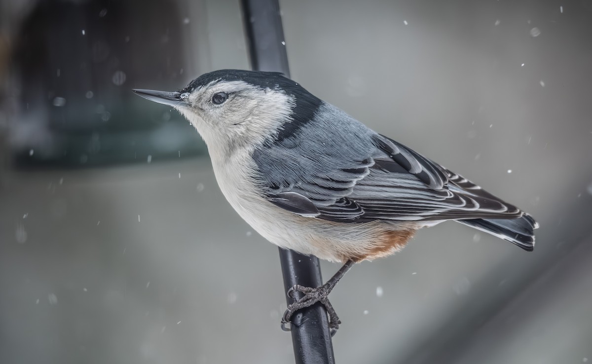 brhlík běloprsý - ML646954345