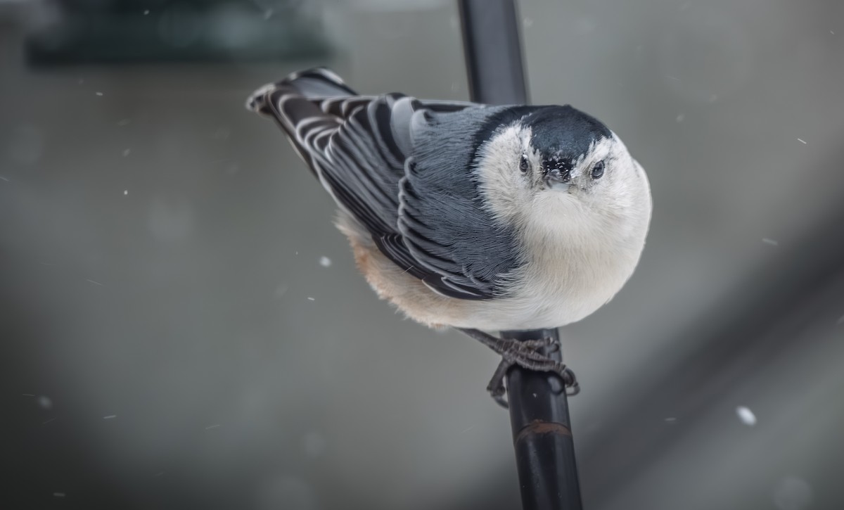 White-breasted Nuthatch - ML646954346