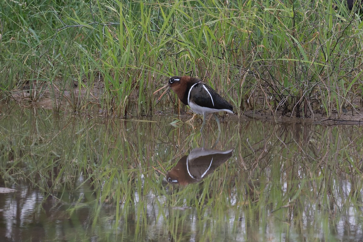 Goldschnepfe - ML646954348