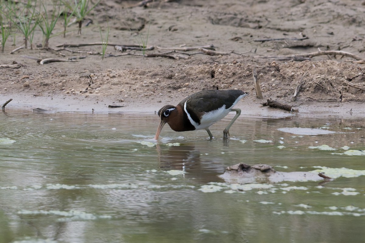 Goldschnepfe - ML646954350