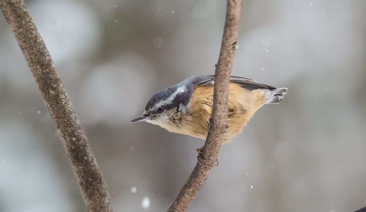 brhlík americký - ML646954352