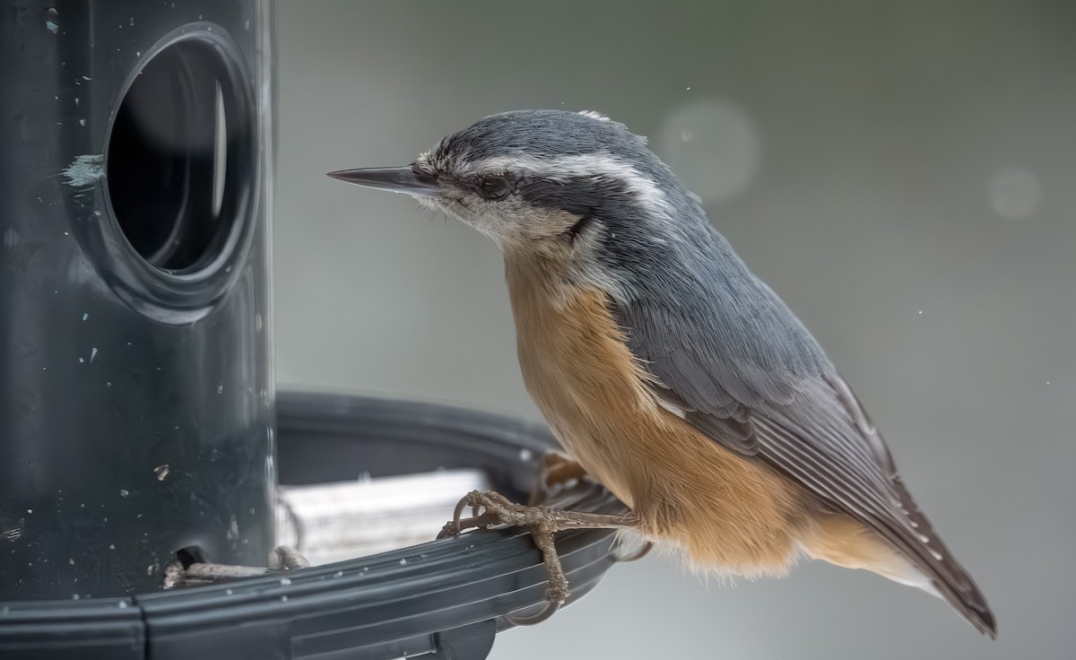 brhlík americký - ML646954353