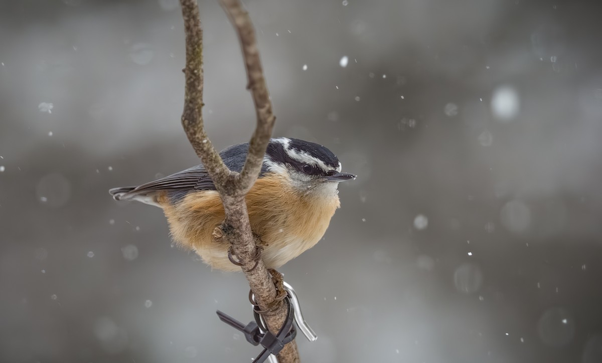 brhlík americký - ML646954354