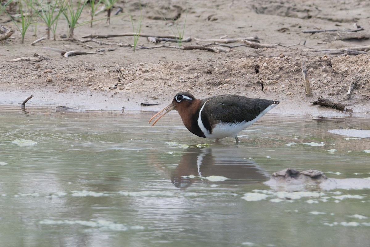 Goldschnepfe - ML646954355