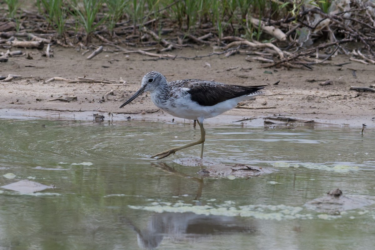 Grünschenkel - ML646954356