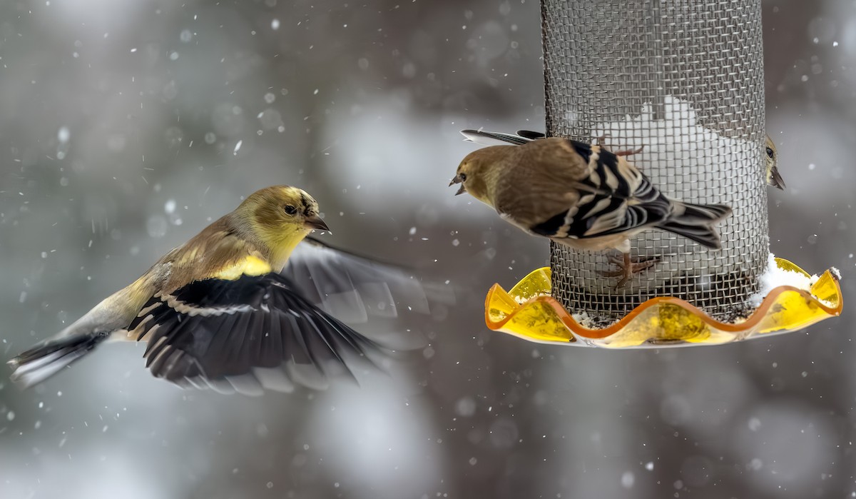 čížek žlutý - ML646954360