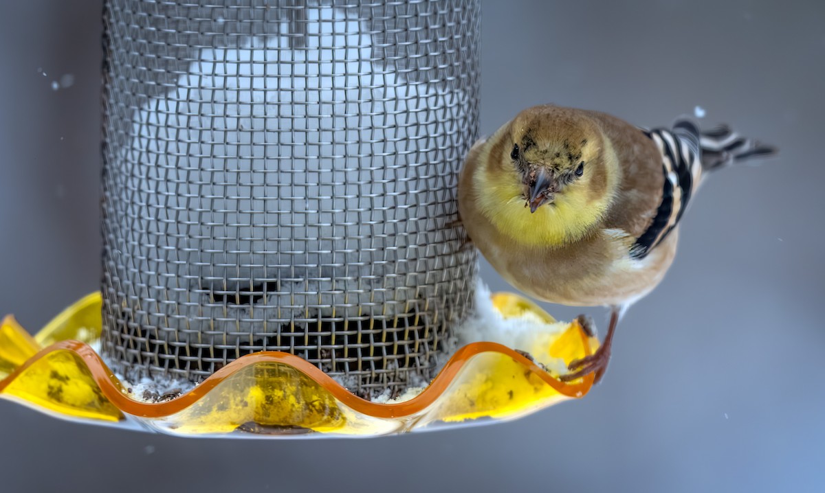 čížek žlutý - ML646954361