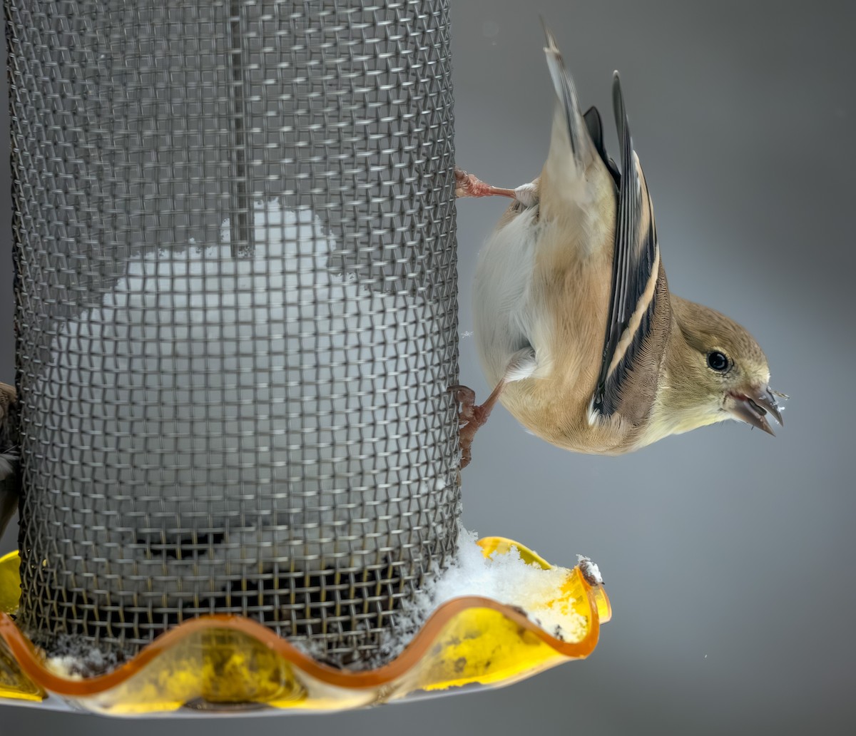 čížek žlutý - ML646954362