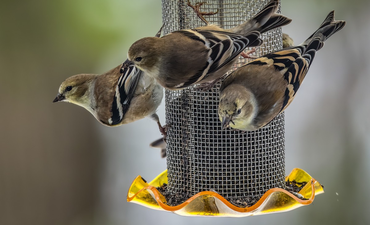 čížek žlutý - ML646954363