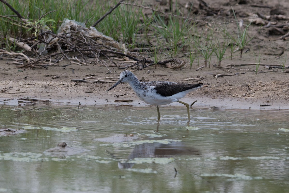 Grünschenkel - ML646954364
