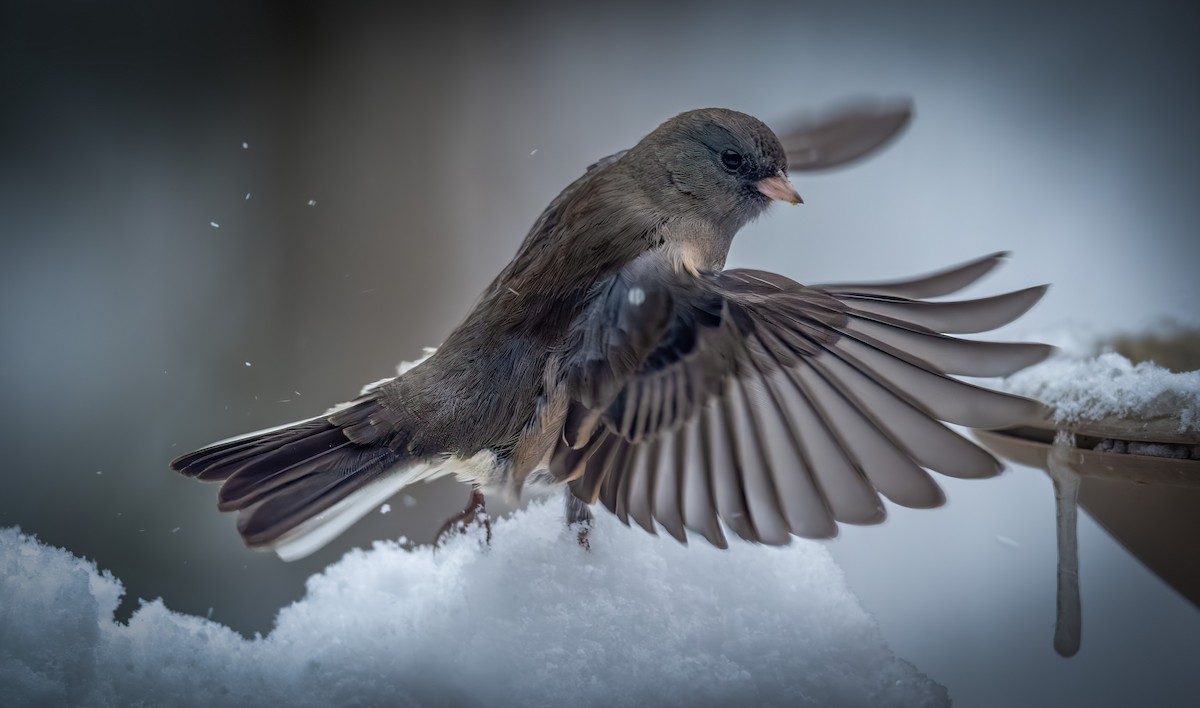 strnadec zimní - ML646954369