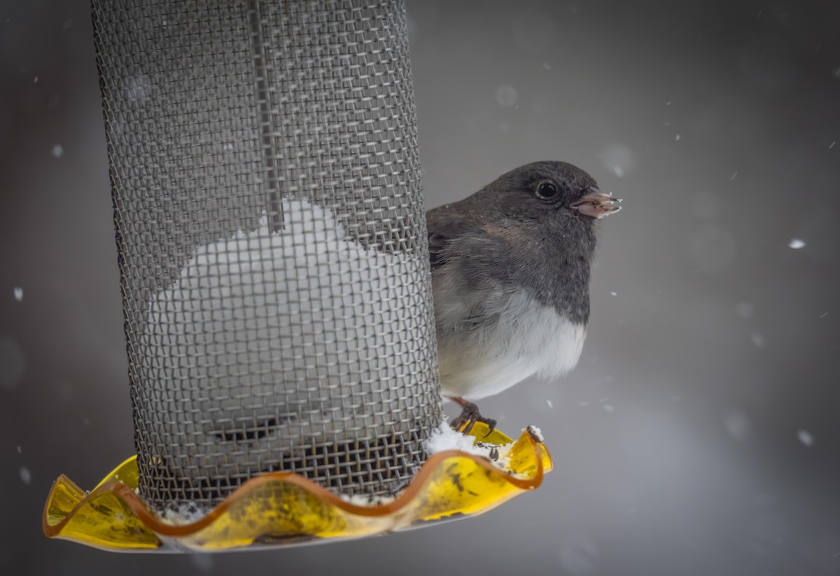 strnadec zimní - ML646954370