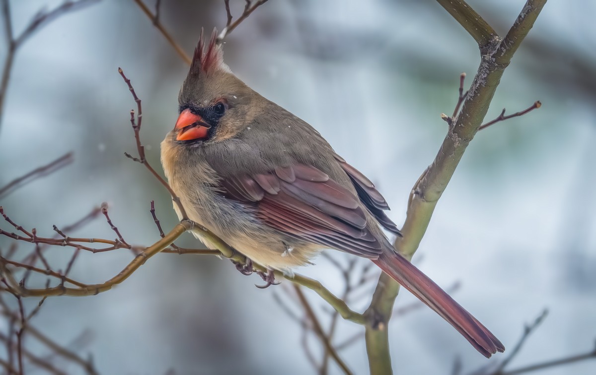 kardinál červený - ML646954371