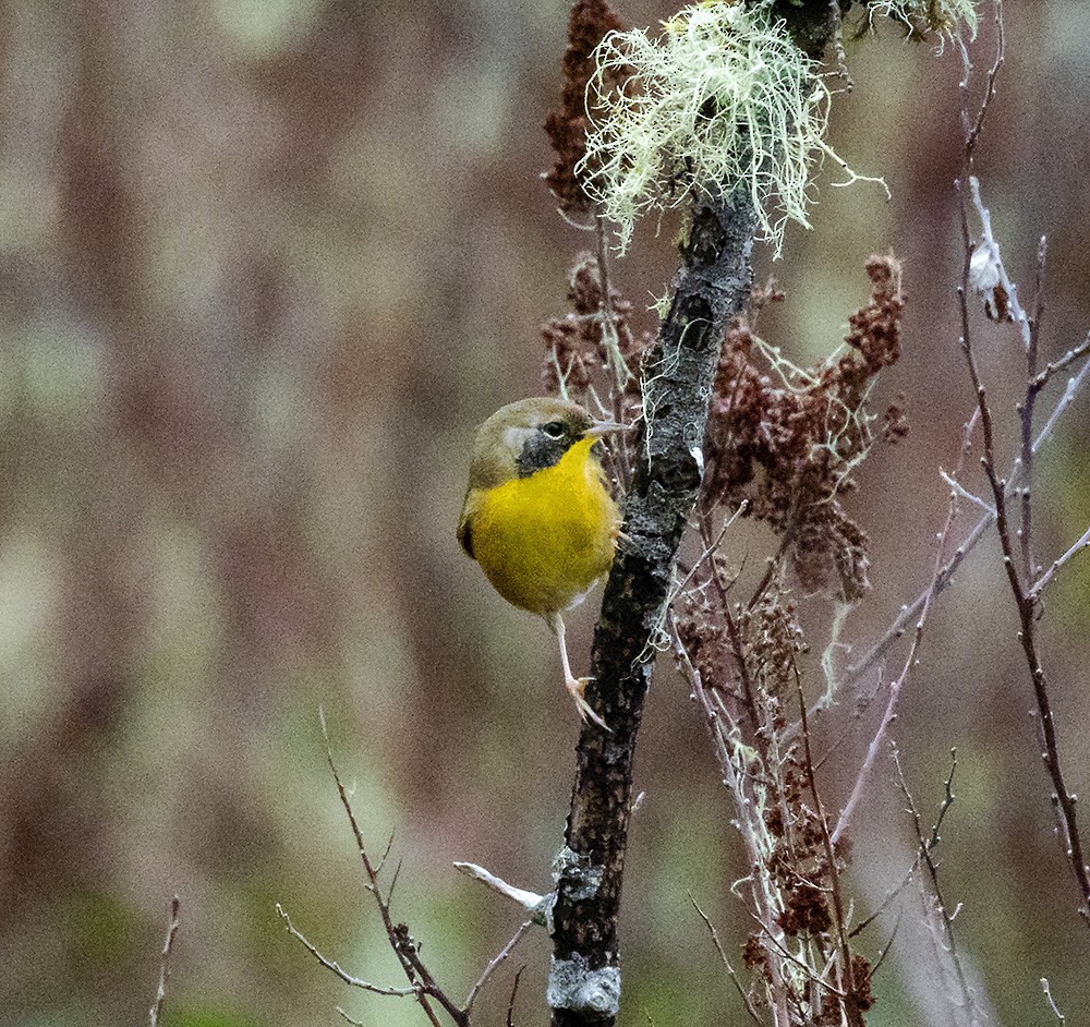 Common Yellowthroat - ML646954372