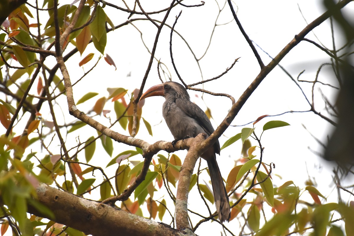 Malabar Gray Hornbill - ML646954373
