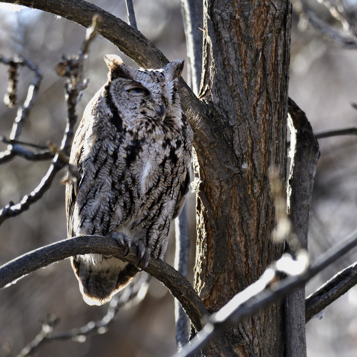 Westkreischeule - ML646954376