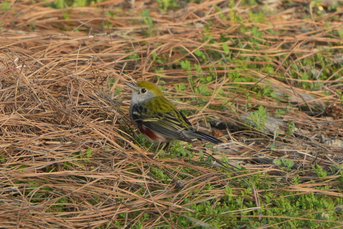 Chestnut-sided Warbler - ML646954377