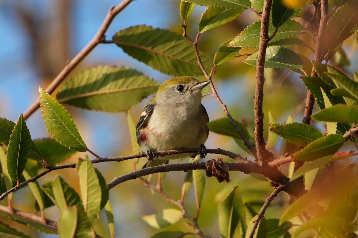 Chestnut-sided Warbler - ML646954378