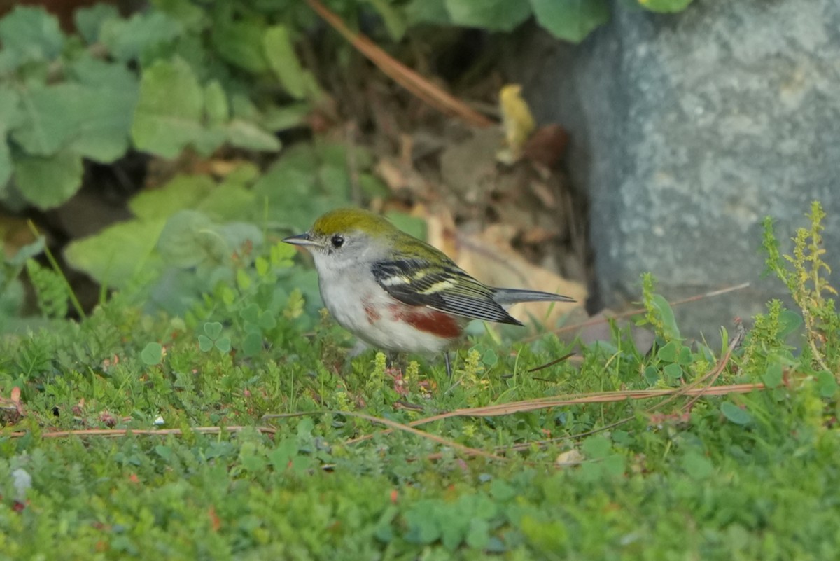 Chestnut-sided Warbler - ML646954379