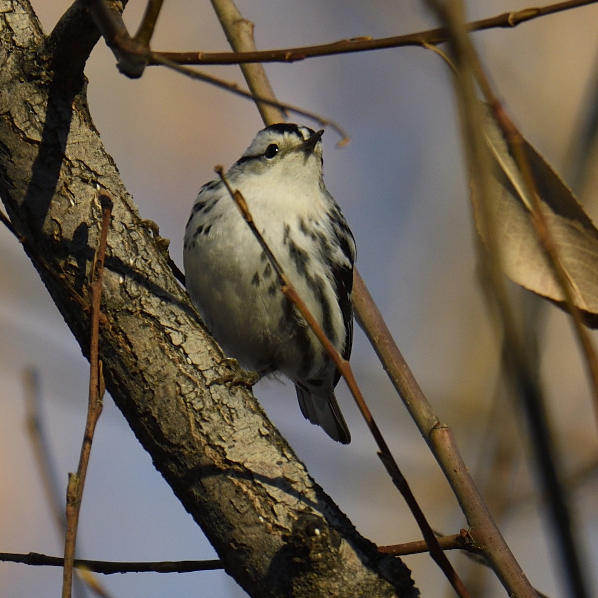 Kletterwaldsänger - ML646954389