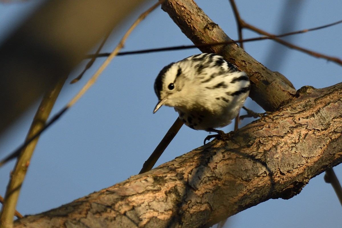 Kletterwaldsänger - ML646954390