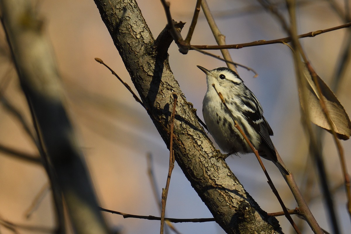 Kletterwaldsänger - ML646954391