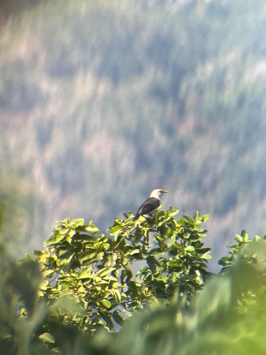 Майна чорнокрила - ML646954395