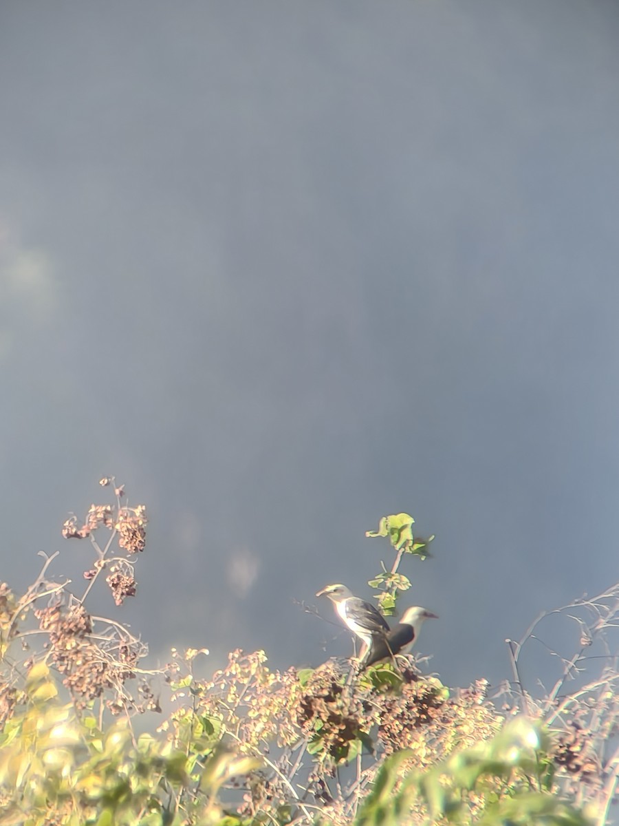 Майна чорнокрила - ML646954396