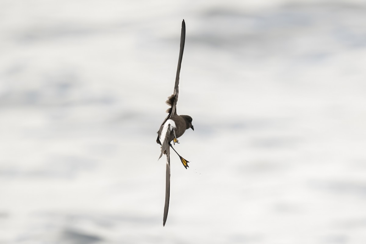 Океанник Вільсона - ML646954397