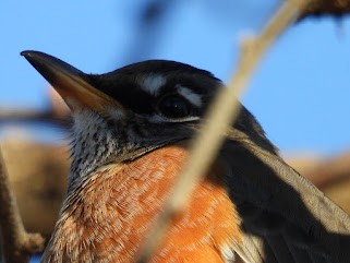 Дрізд мандрівний - ML646954398