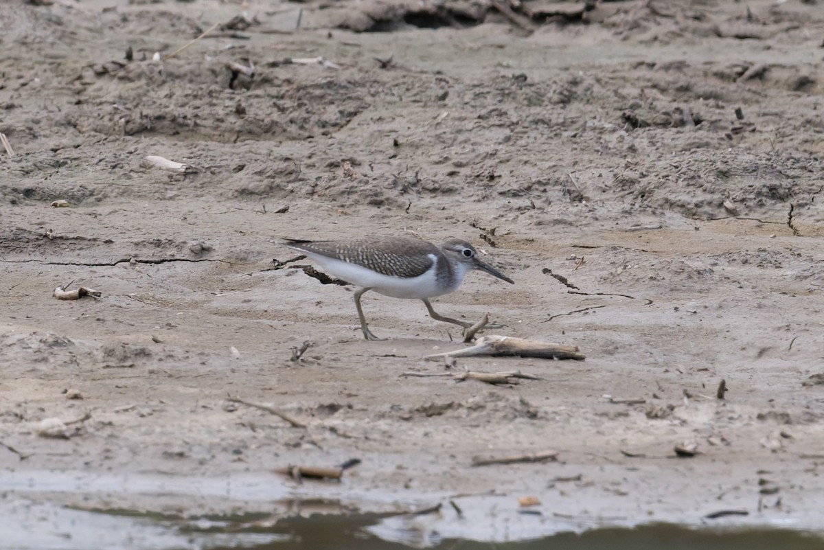 Flussuferläufer - ML646954399