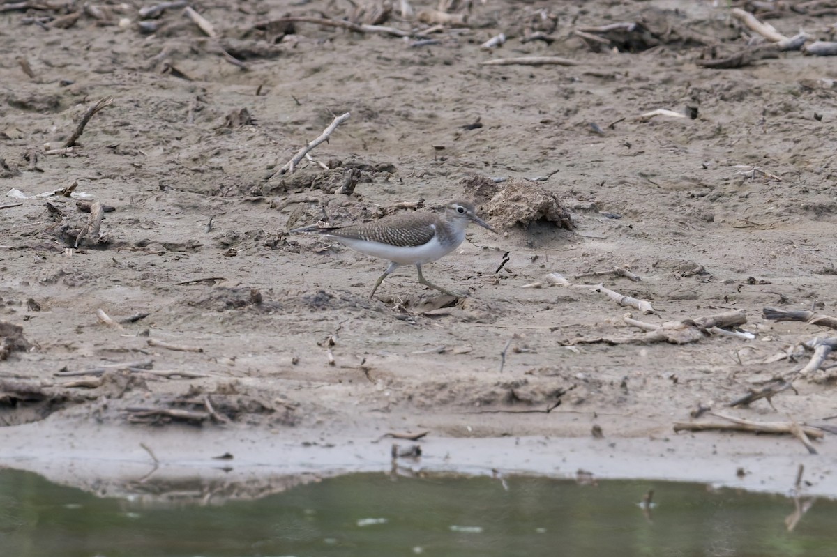 Flussuferläufer - ML646954400