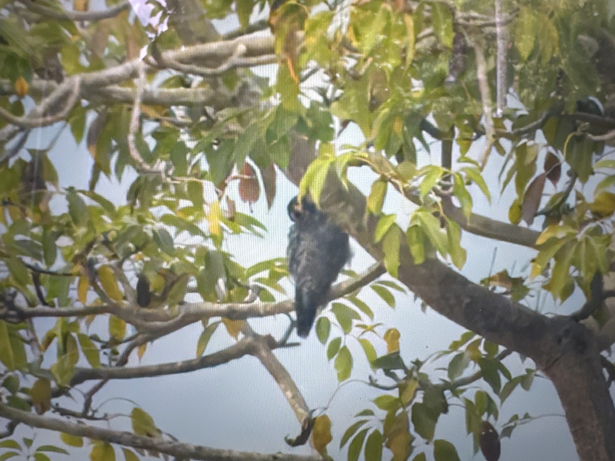 Сапсан - ML646954401