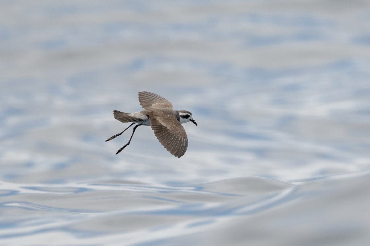 fregattstormsvale - ML646954402