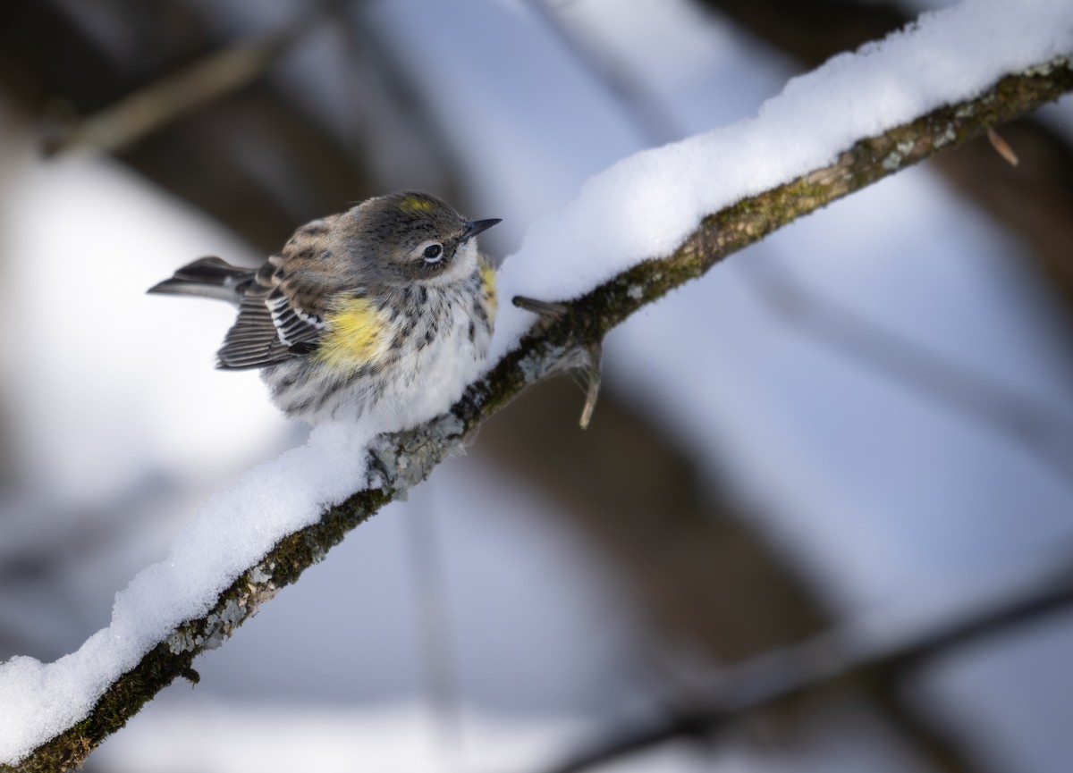 Пісняр-лісовик жовтогузий - ML646954408