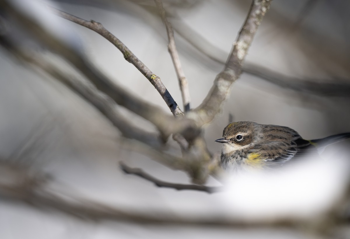 Пісняр-лісовик жовтогузий - ML646954409