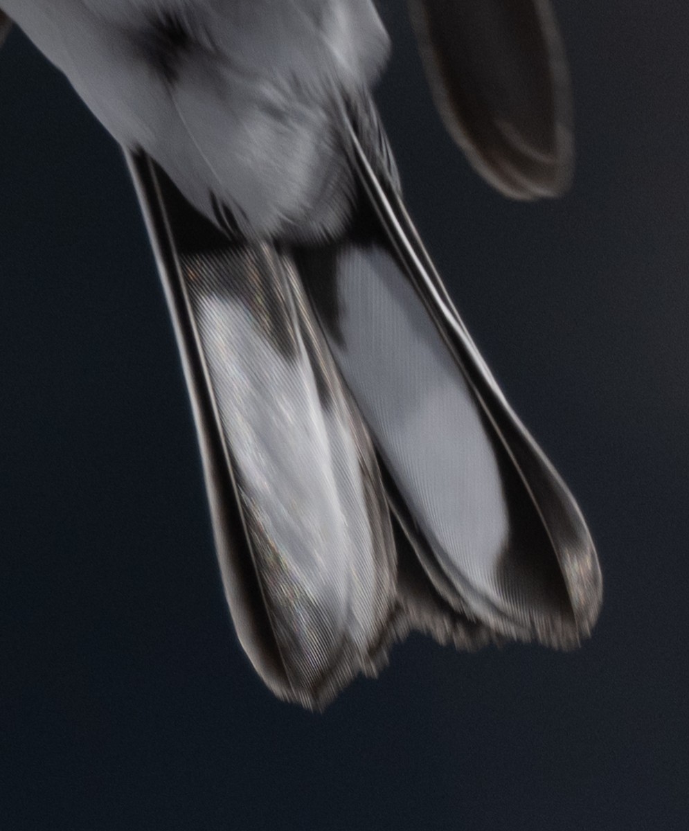 Пісняр-лісовик жовтогузий - ML646954410