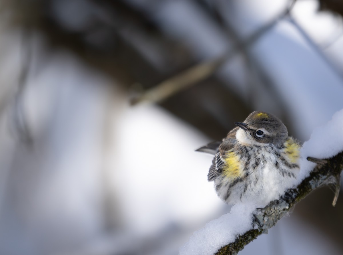 Пісняр-лісовик жовтогузий - ML646954411
