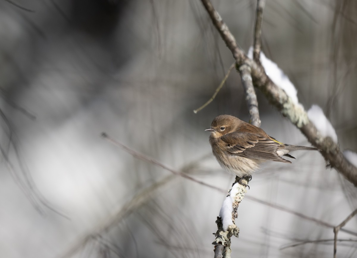 Пісняр-лісовик жовтогузий - ML646954412