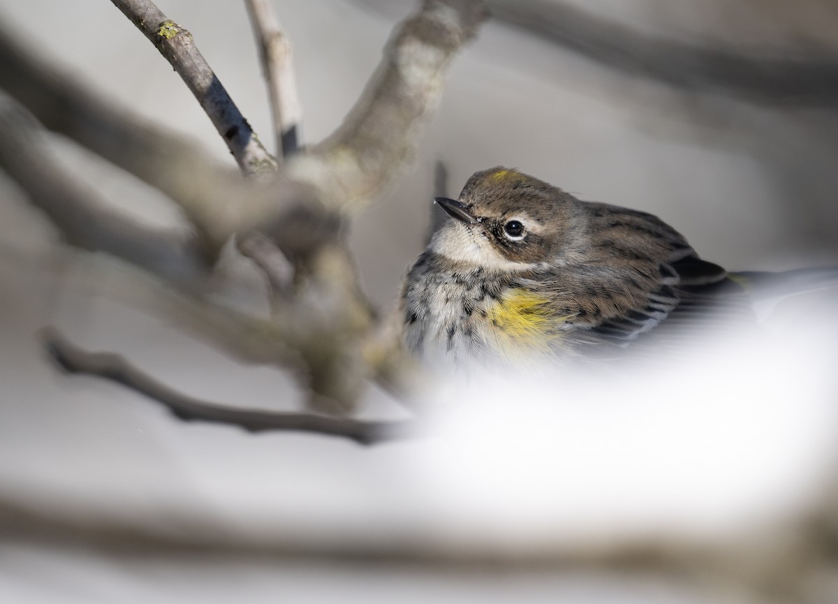 Пісняр-лісовик жовтогузий - ML646954413