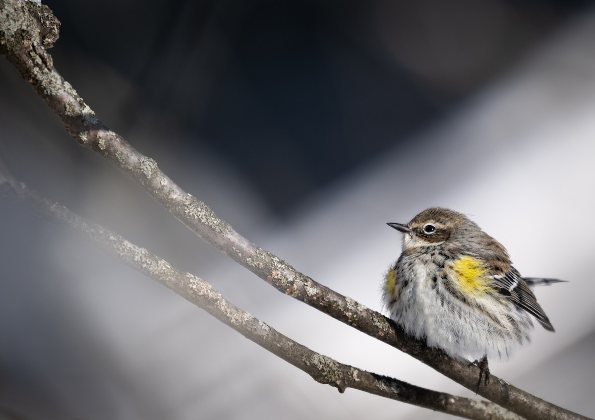 Пісняр-лісовик жовтогузий - ML646954414