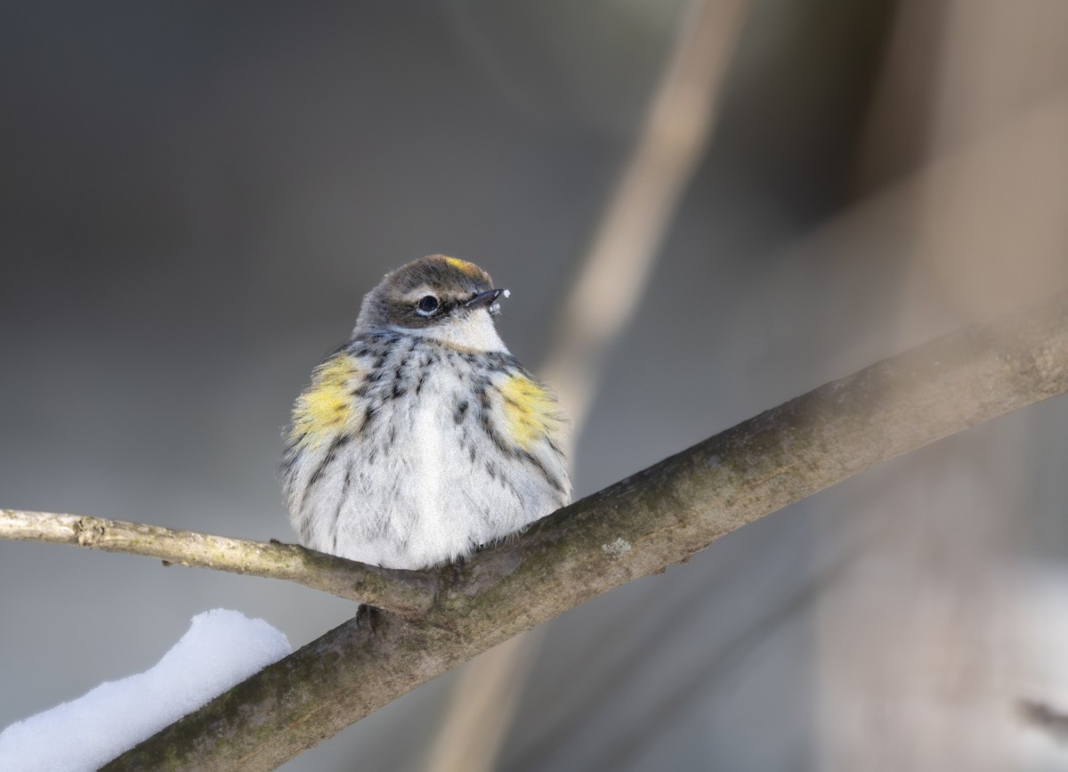 Пісняр-лісовик жовтогузий - ML646954415