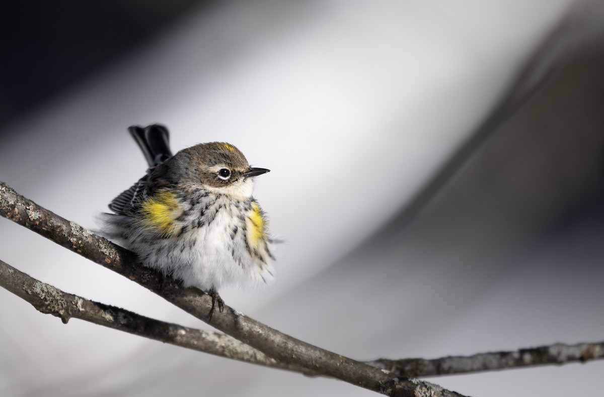 Пісняр-лісовик жовтогузий - ML646954416