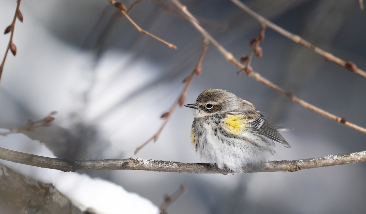 Пісняр-лісовик жовтогузий - ML646954417