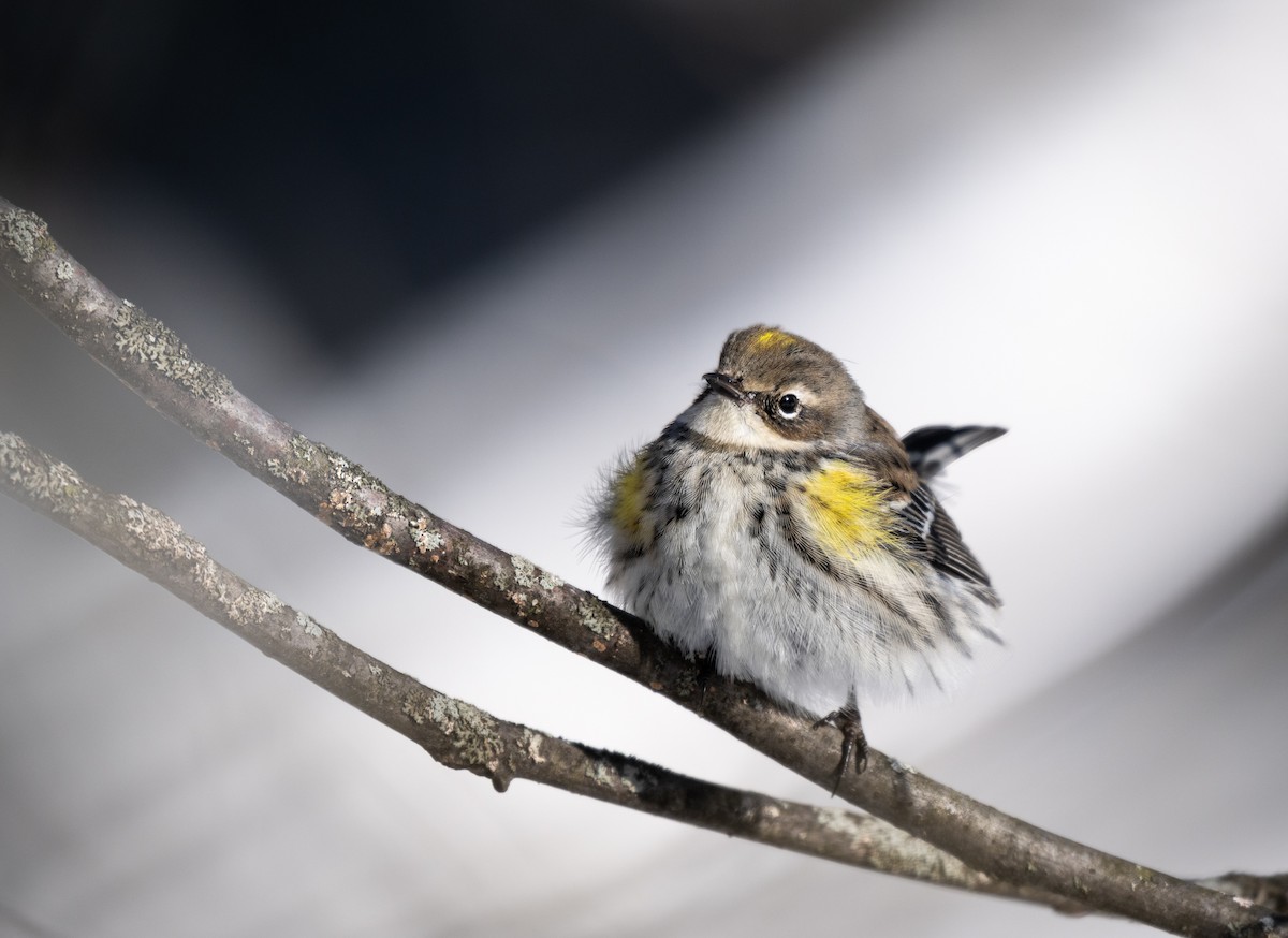 Пісняр-лісовик жовтогузий - ML646954418