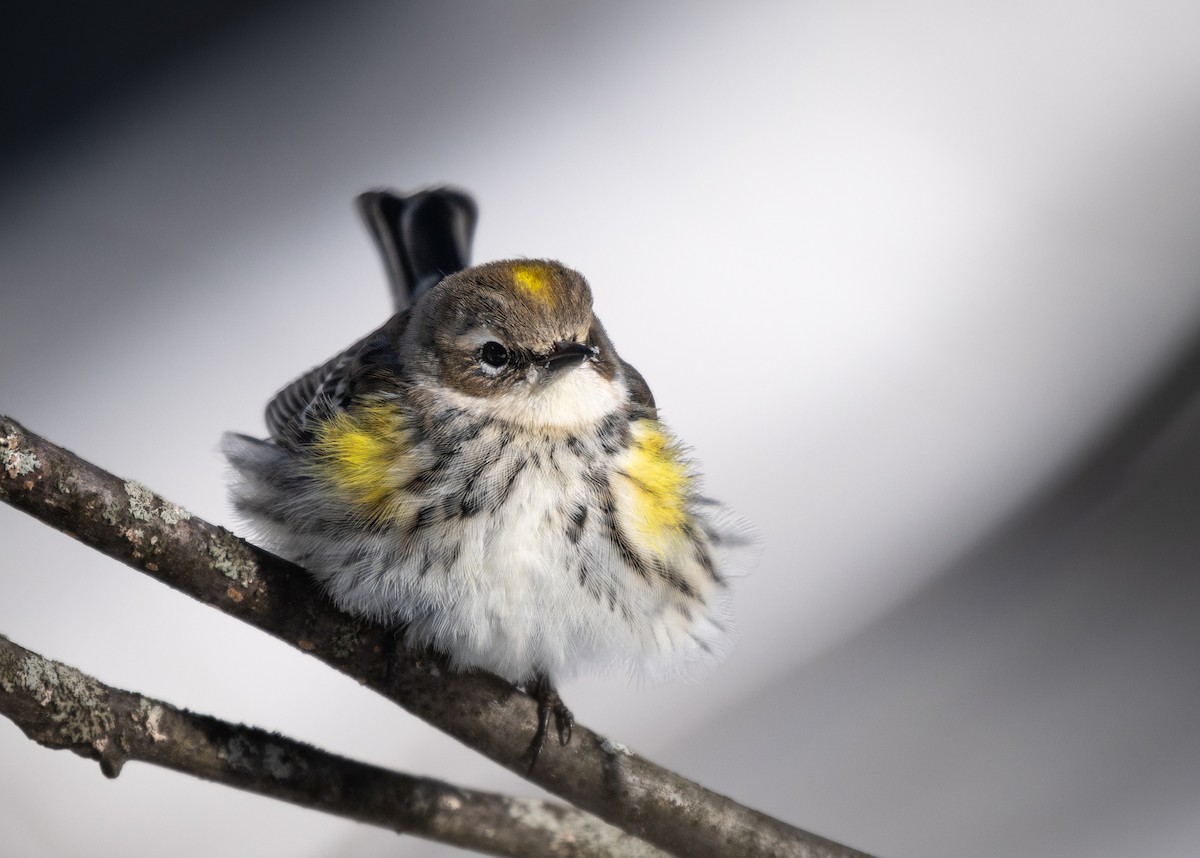 Пісняр-лісовик жовтогузий - ML646954419