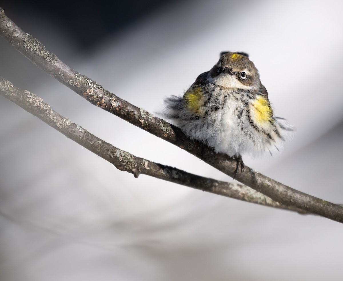 Пісняр-лісовик жовтогузий - ML646954420