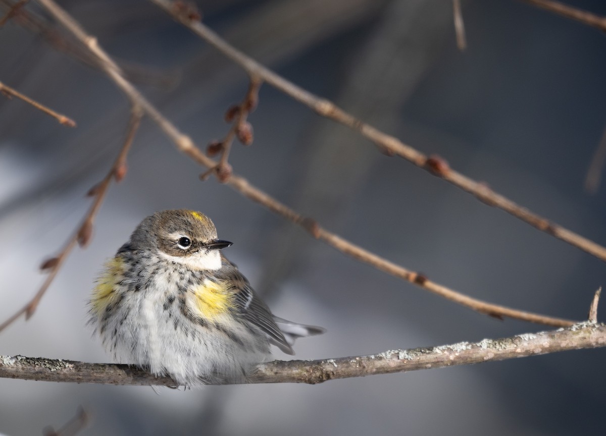 Пісняр-лісовик жовтогузий - ML646954421