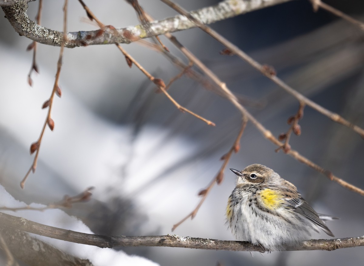 Пісняр-лісовик жовтогузий - ML646954422