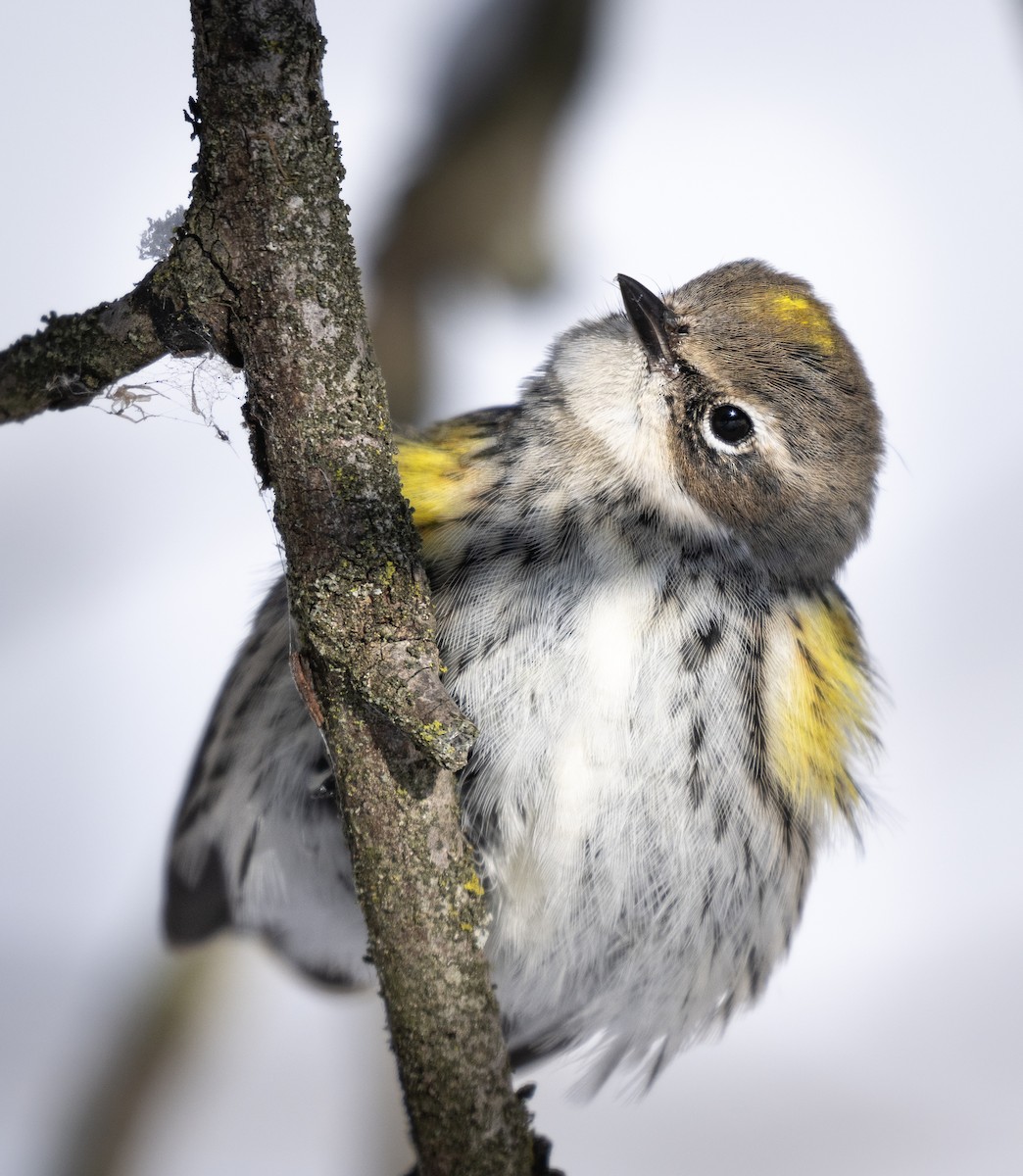 Пісняр-лісовик жовтогузий - ML646954423